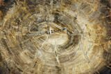 Triassic Petrified Wood (Araucaria) Round - Utah #174938-1